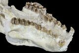 Oreodont (Merycoidodon) Partial Skull - Wyoming #113029-2